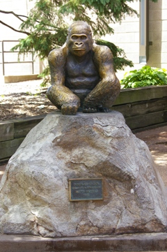 Don The Gorilla Saint Paul Minnesota